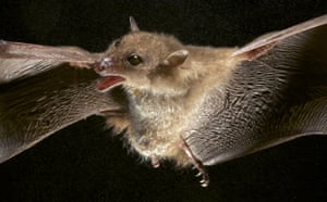 New species: Blossom bat, Foja Mountains, Indonesian island of New Guinea