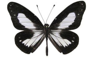 New species: Butterfly, Foja Mountains, Indonesian island of New Guinea