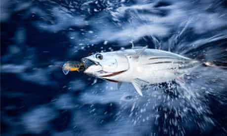 tuna struggling on fishing hook 