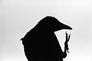 Ravens: Ravens by Masahisha Fukase