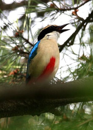 Week in wildlife: Endangered bird found on Goje island