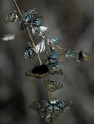 Week in wildlife: Butterflies of the Milkweed family 