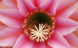 Week in wildlife: The flower of Echinopsis "New Dawn" at the Chelsea Flower Show in London
