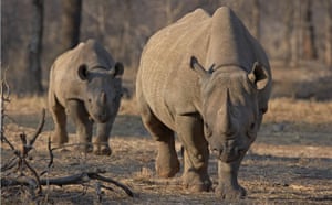 Week in wildlife: An endangered east African black rhino in Tanzania's Serengeti park