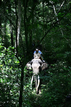 Week in wildlife: Forest rangers patrol with elephants as