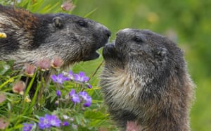 Week in wildlife: Alpine Marmot (Marmota marmota)
