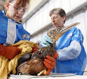 Deepwater Horizon oil rig: oil spill affects wildlife: Tri-State Bird Rescue