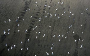 Deepwater Horizon oil rig: Birds fly over oil spill,  Chandeleur Islands in the Gulf of Mexico