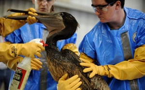 Deepwater Horizon oil rig: Oil spill  reaches coast of Louisiana :  Bird rescue