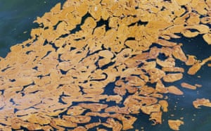 Deepwater Horizon oil rig: Oil spill Reaches Louisiana Gulf Coast