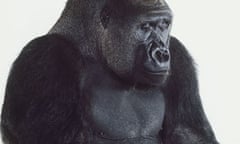 Silverback lowland gorilla