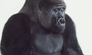 silverback male gorillas humans sexually evolutionary chimps