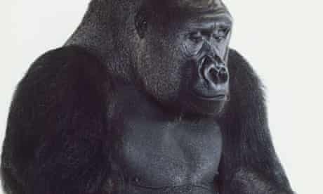 gorilla pénisz