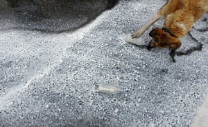 Greek riots dog: 6 April: A dog drinks from a bottle of free fresh milk 