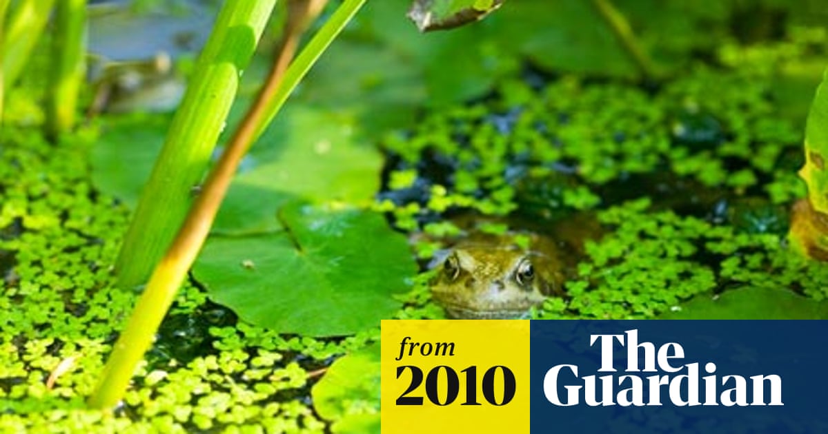 Garden Ponds Unwittingly Polluted By Tap Water Environment The Guardian