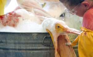 BP oil spill: Deepwater Horizon oil spill: cleaning brown pelican