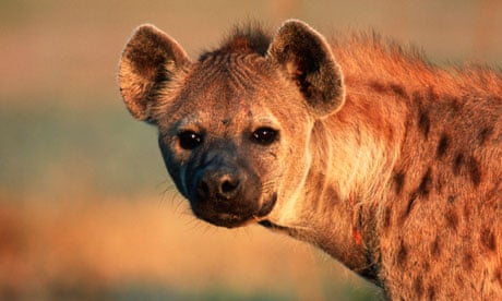 Weekly Hyena