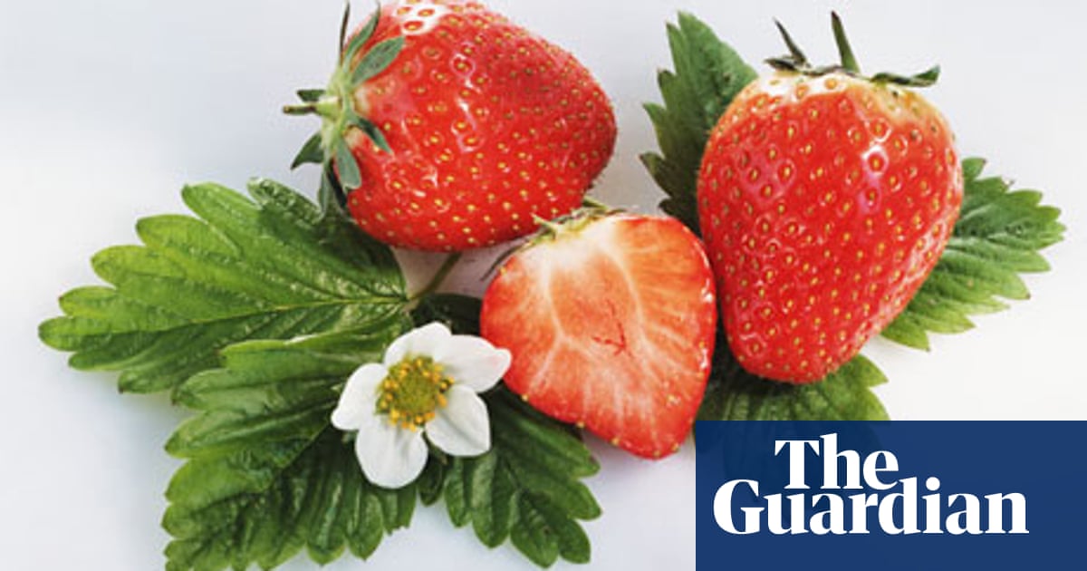 Seasonal Food Strawberries Food The Guardian,Table Etiquette Rules