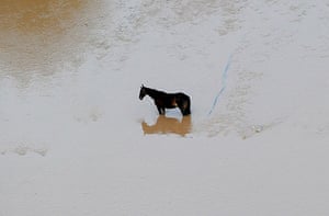 France Floods: Puget-sur-Argens: A horse stranded in water in the aftermath of floods