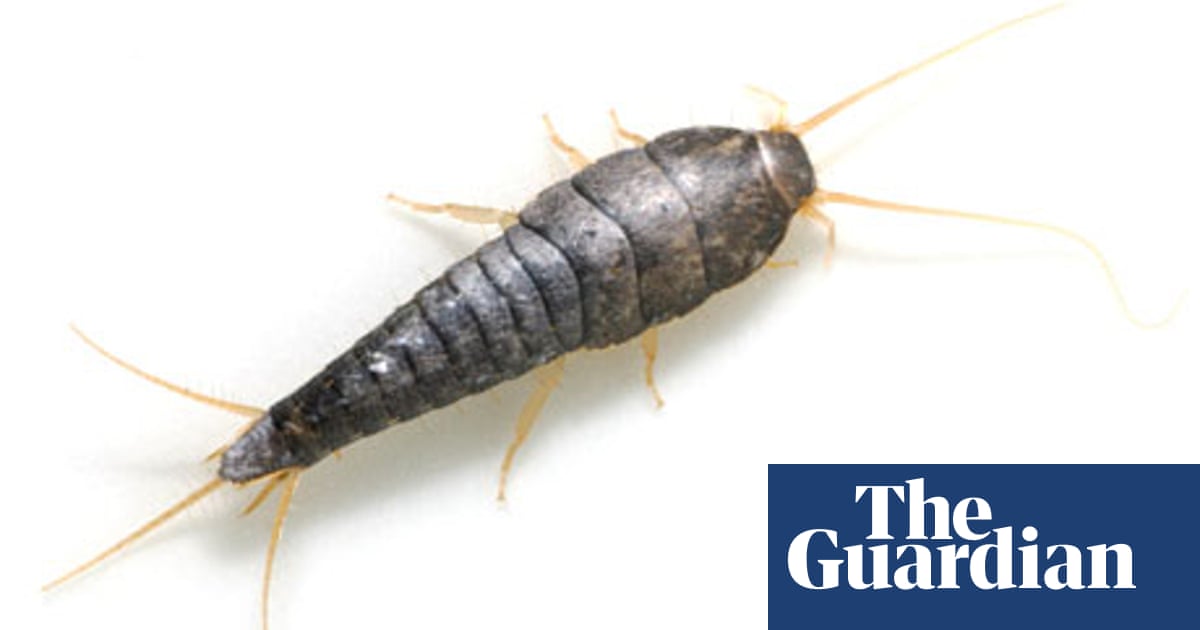 Space Solves On Silverfish And A Duvet Cover With Zips Life And