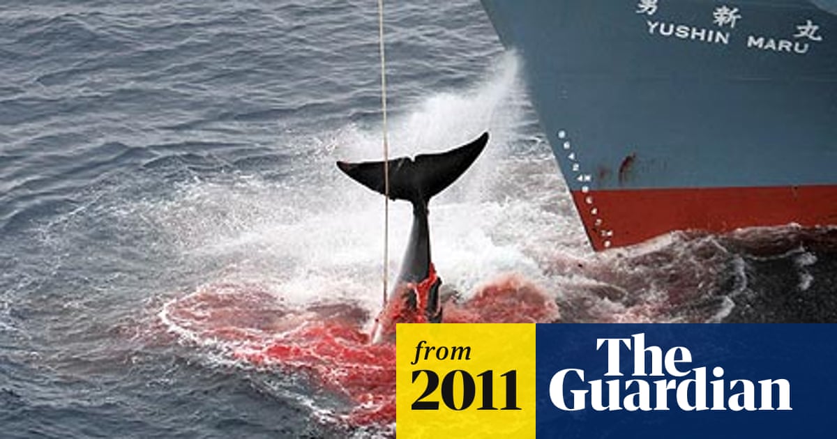 Japan Whaling Fleet Accused Of Using Tsunami Disaster Funds