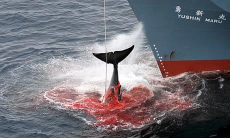 Japanese Whaling 