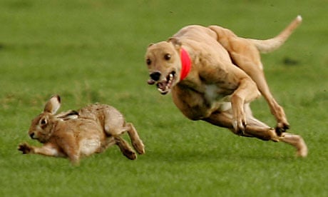 Bill to ban hare coursing overwhelmingly defeated by 125 votes to 24 Bill to ban hare coursing overwhelmingly defeated by 125 votes to 24