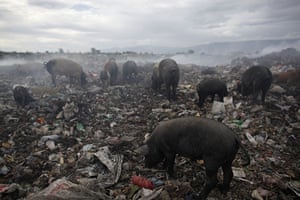 24 hours : Port-au-Prince, Haiti: Pigs search for food on a rubbish dump