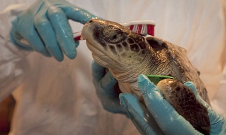 A Kemp's Ridley turtle rescued from the BP oil spill is cleaned up at the Audubon Nature Institute