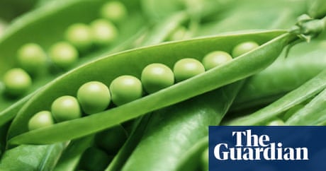 Seasonal food: green peas | Food | The Guardian