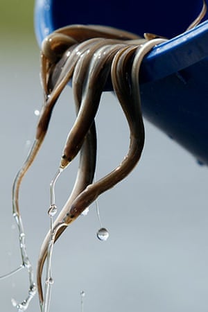 Week in wildlife: Baby eels wriggle out of a bucket when they were released into river Elbe