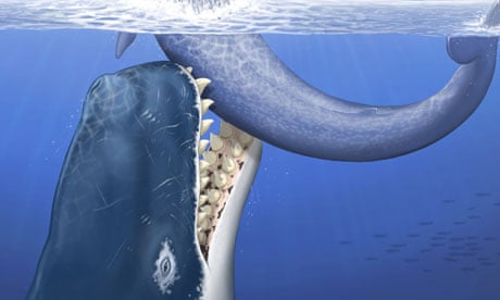 Fossil sperm whale with huge teeth found in Peruvian desert | Fossils | The  Guardian