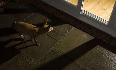 Urban fox vixen looking into house at night Bristol