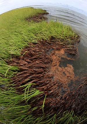 Deepwater Horizon: oil spill stains marsh grasses