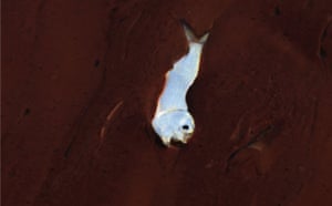 Deepwater Horizon: A small dead fish floats on a pool of oil 