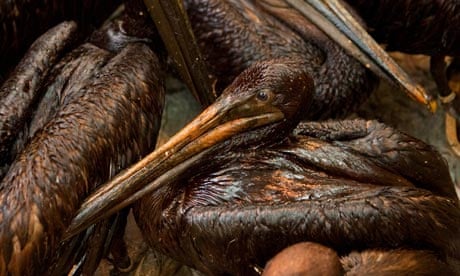 Oil-soaked pelicans huddle in a cage at a research centre in Buras, Louisiana