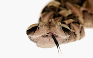 snakes in decline: West African Gaboon Viper