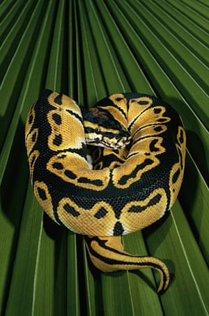 snakes in decline: Ball Python