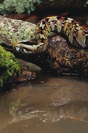 snakes in decline: Rhinoceros Viper on Log over Water