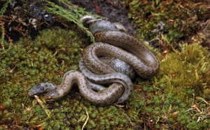 snakes in decline: Smooth Snakes 