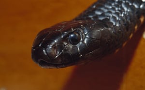 snakes in decline: eastern tiger snake