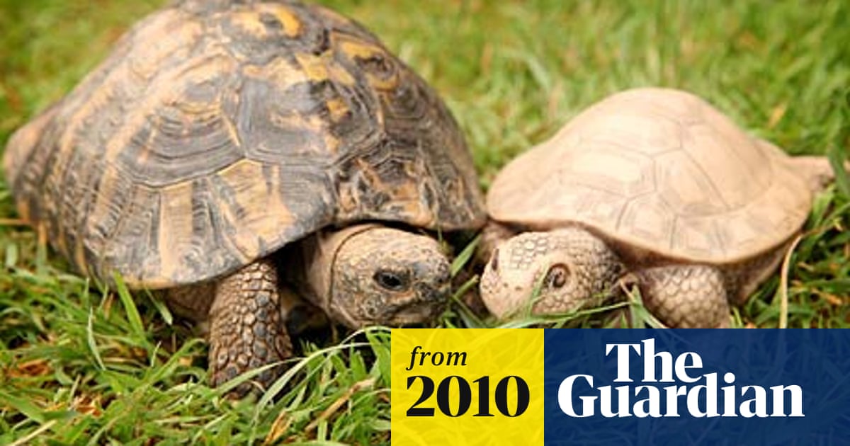 Plastic Toy Draws Timmy The Tortoise Out Of His Shell Environment The Guardian,Nursing Jobs From Home Near Me
