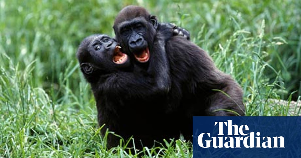 Pass Notes No 2 813 Gorillas Wildlife The Guardian