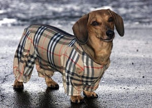 Burberry: Dachshund from Bristol from Bristol own set opf Burberry jackets
