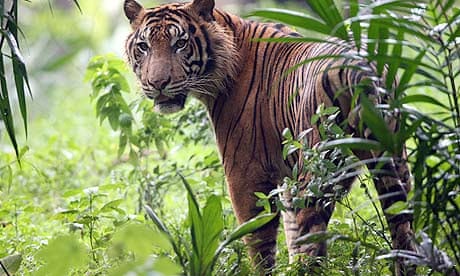 A Sumatran tiger in a zoo in Jakarta
