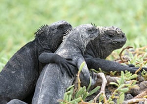 Galapagos wildlife: Marine iguanas on San Cristobal Island