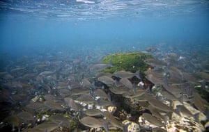 Galapagos wildlife: A shoal of white salema fish (Xenithys agassizi) off San Cristobal island