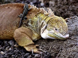 Galapagos wildlife: A land iguana carrying a lava lizard on its back