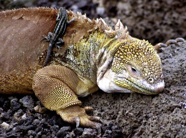 Galápagos Islands are taken off the Unesco endangered list | Environment | The Guardian Galápagos Islands are taken off the Unesco endangered list | Environment | The Guardian
