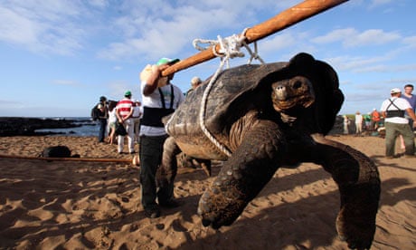 UN withdraws Galápagos from world heritage danger list | Endangered habitats | The Guardian UN withdraws Galápagos from world heritage danger list | Endangered habitats | The Guardian